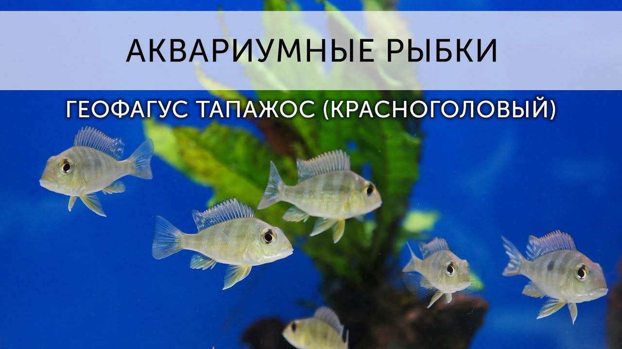 Аквариумные рыбки. Геофагус Тапажос красноголовый.