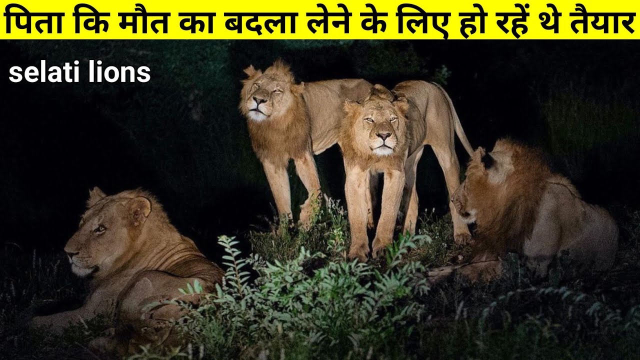 अपने पिता के हत्यारे को तड़पा तड़पा कर ख़त्म करते हैं ये Lions ! The True Story Of Selati lions !