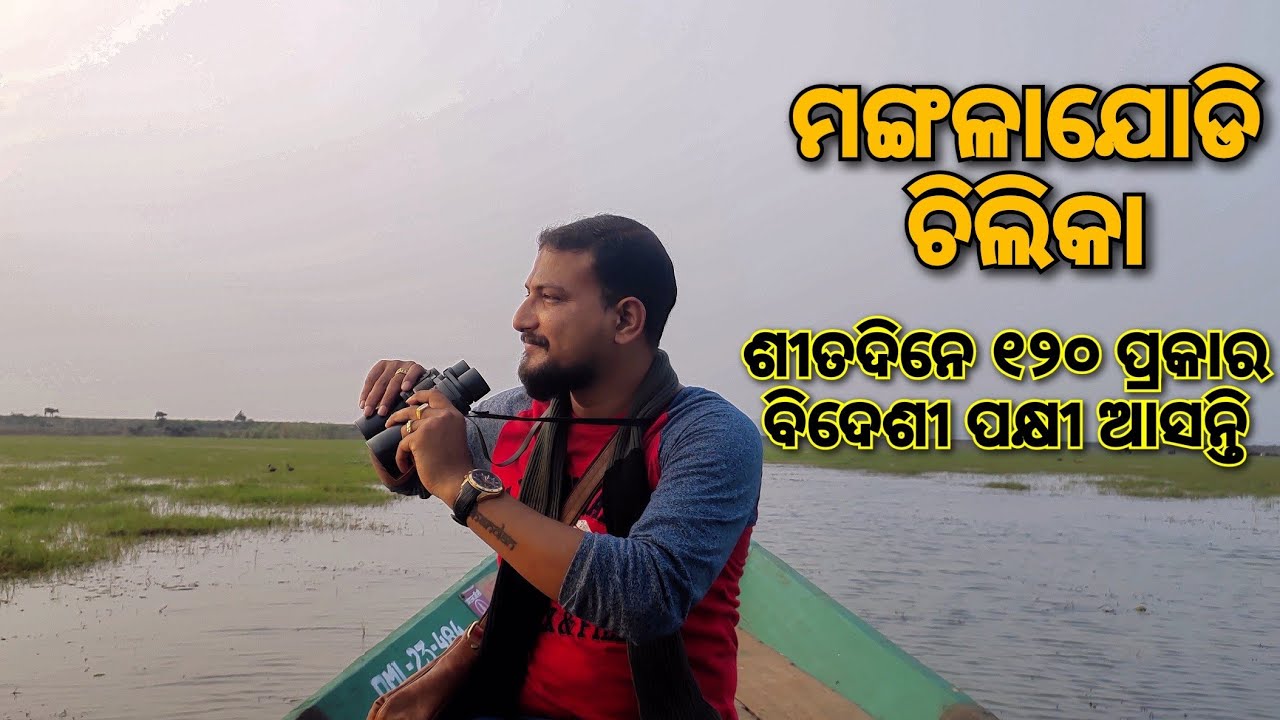 Mangalajodi Bird Sanctuary, Chilka, Khordha | ମଙ୍ଗଳାଯୋଡି, ଚିଲିକା, ଖୋର୍ଧା