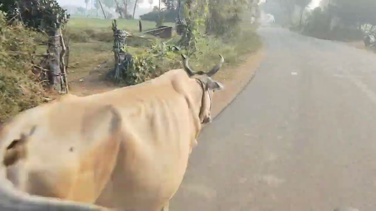 Tamilnadu vallage  today going 🥰🥰🥰