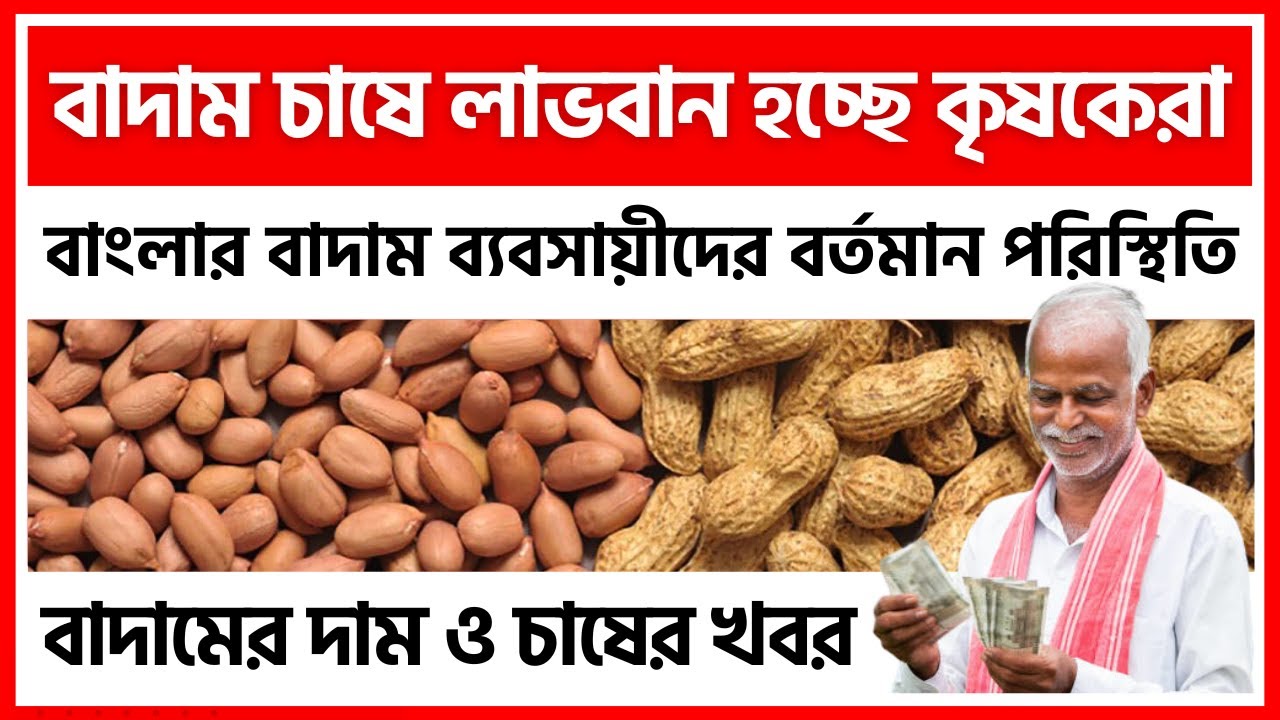 02/06/2025 : বাংলার বাদামের দাম ও চাষের খবর | Current Situation of Peanuts in West Bengal