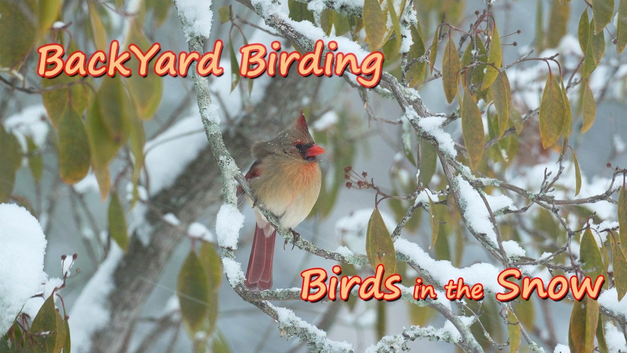 BackYard Birding - Birds in the Snow - 4K