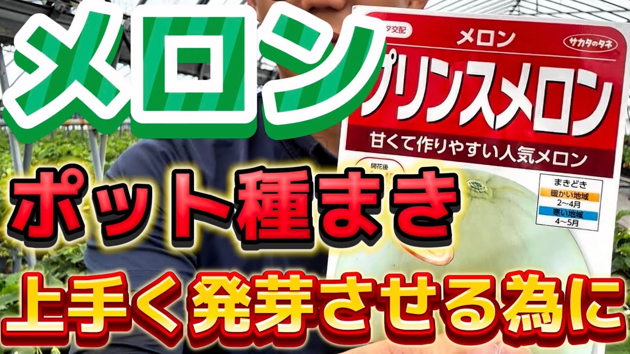 【メロン】ポットへの種まきはコレに注意！発芽させる為に重要な事について解説します