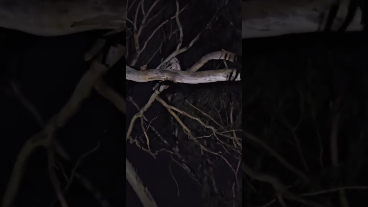 Mysterious Owl Calls at Night | Tawny Owl or Something Else | Strange Night Sound