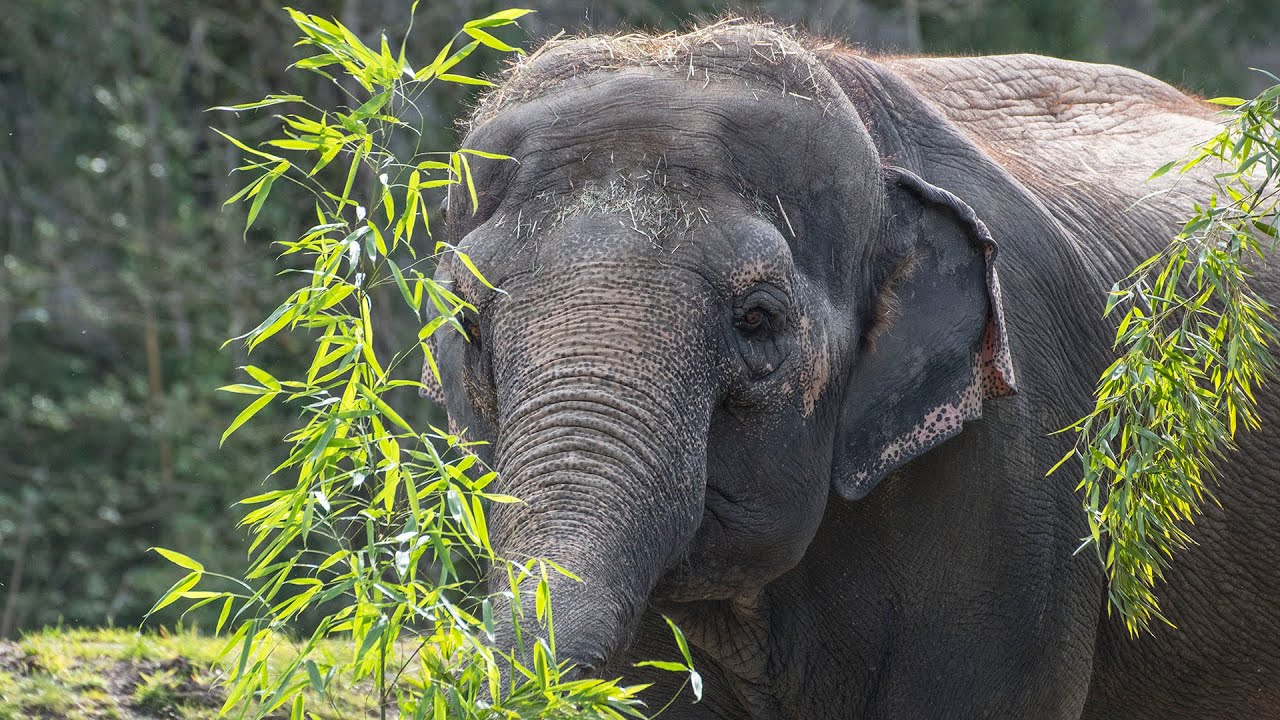 Meet The Asian Elephants