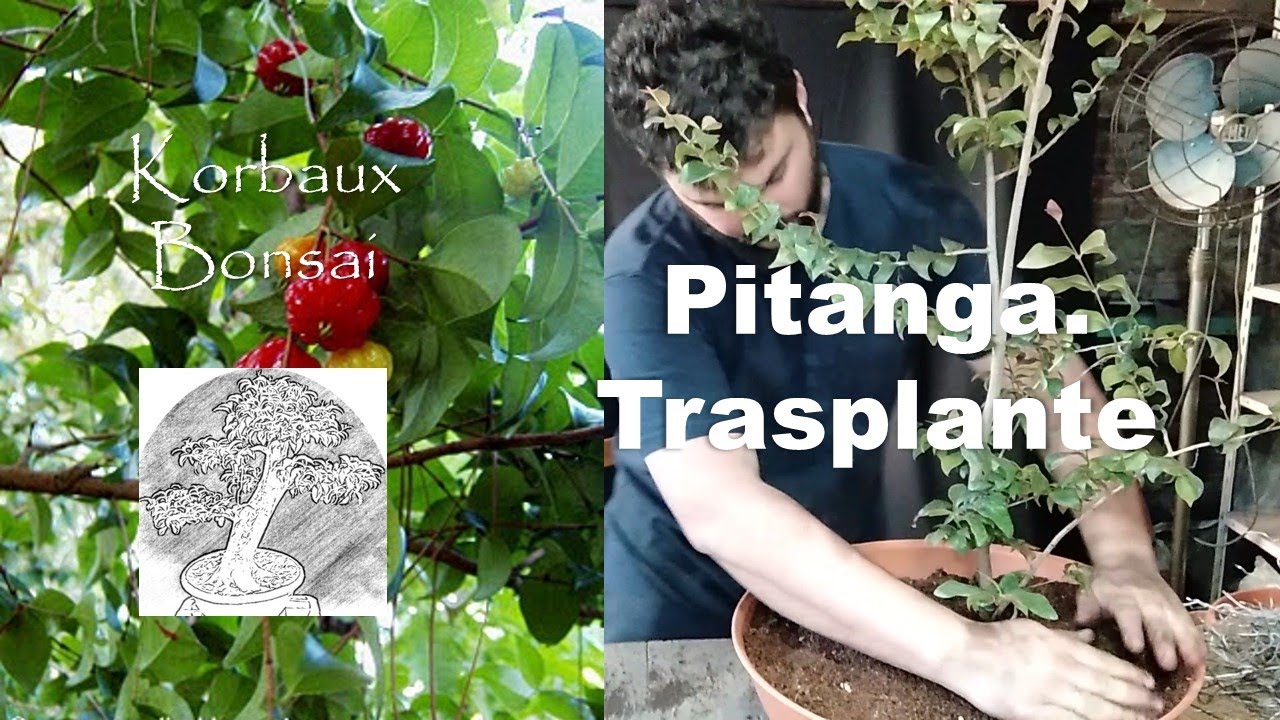 LN T1E1 Pitanga. Trasplante