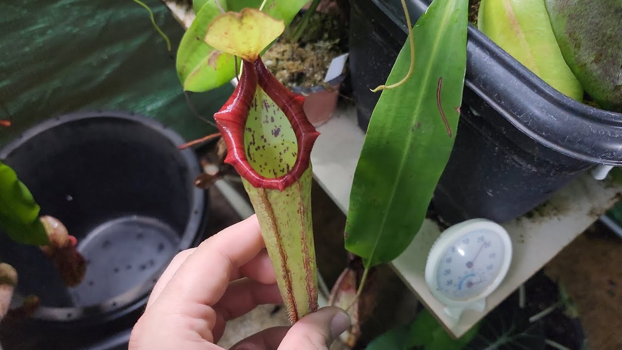 Atualização estufa de Nepenthes 