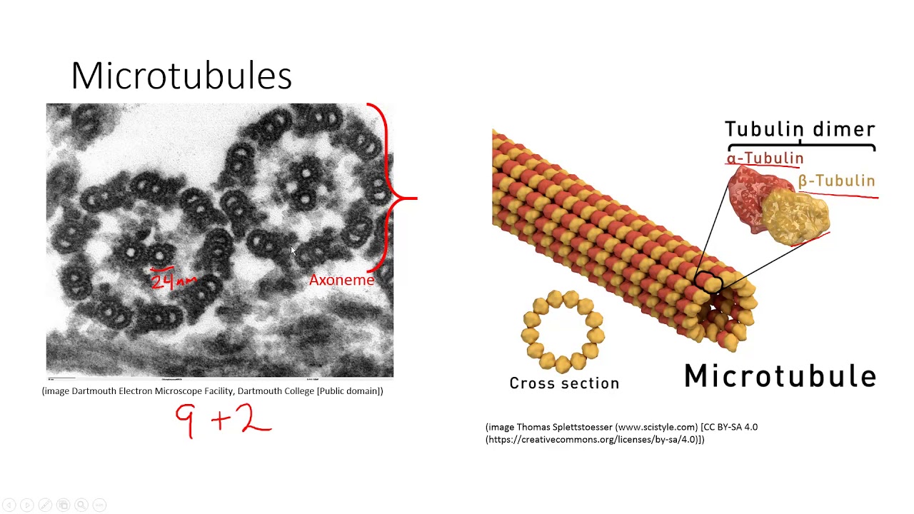 HSCI 4950- Histology Cytoskeleton