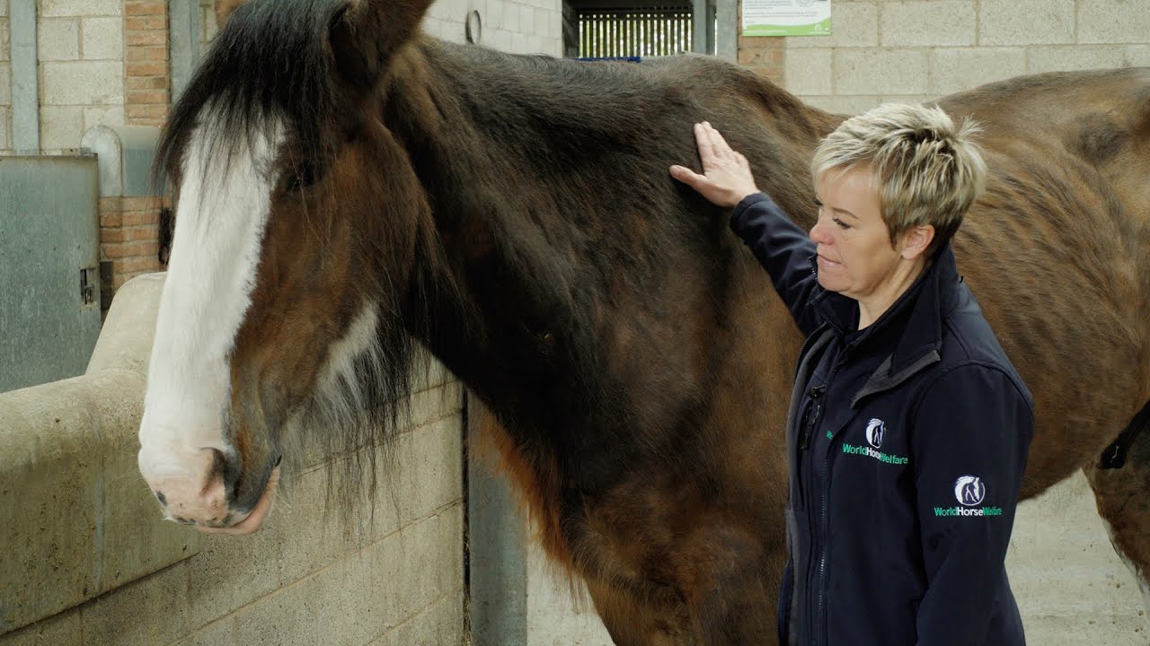 How could anyone treat horses like this? World Horse Welfare TV Advertisement