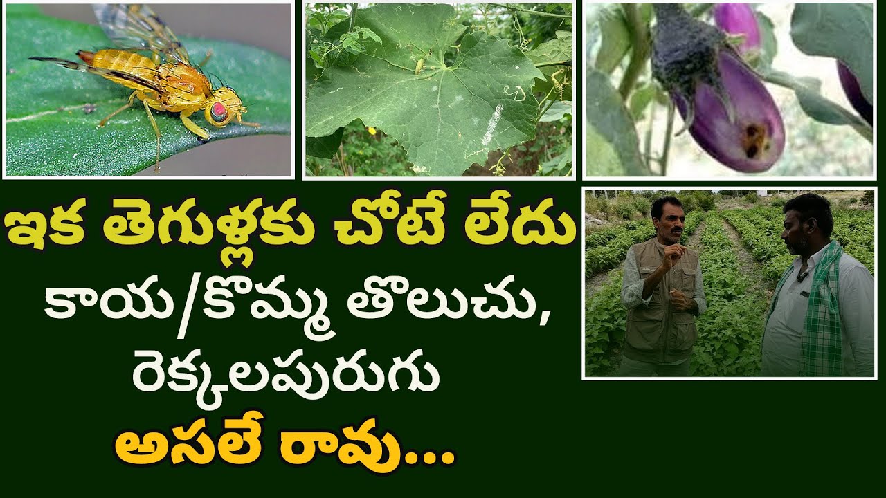 E326 |చీడపీడల సమస్యకు ఉత్తమ పరిష్కారం ఇదే! | #gramabazaar | 94912 78836, 833 1800 100