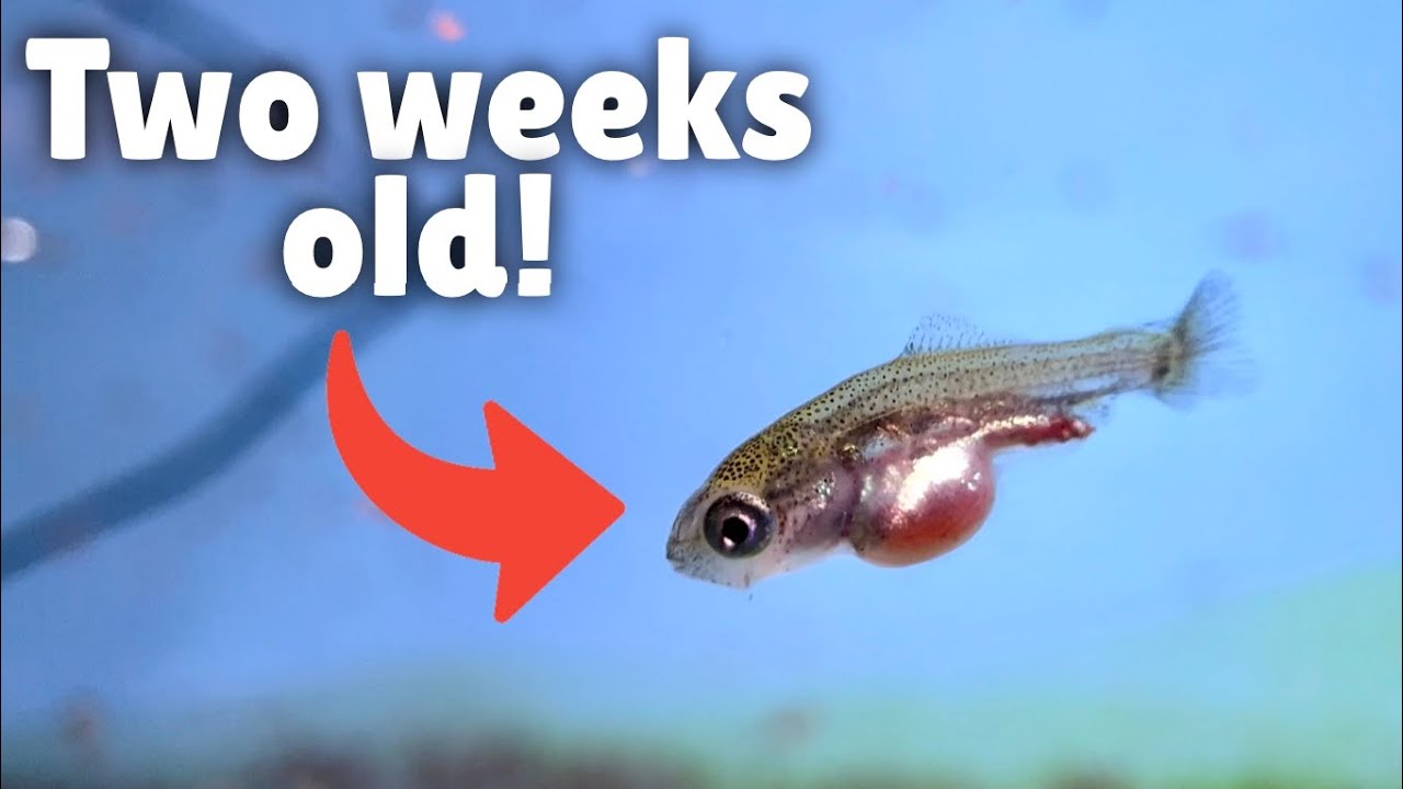How to raise baby goldfish