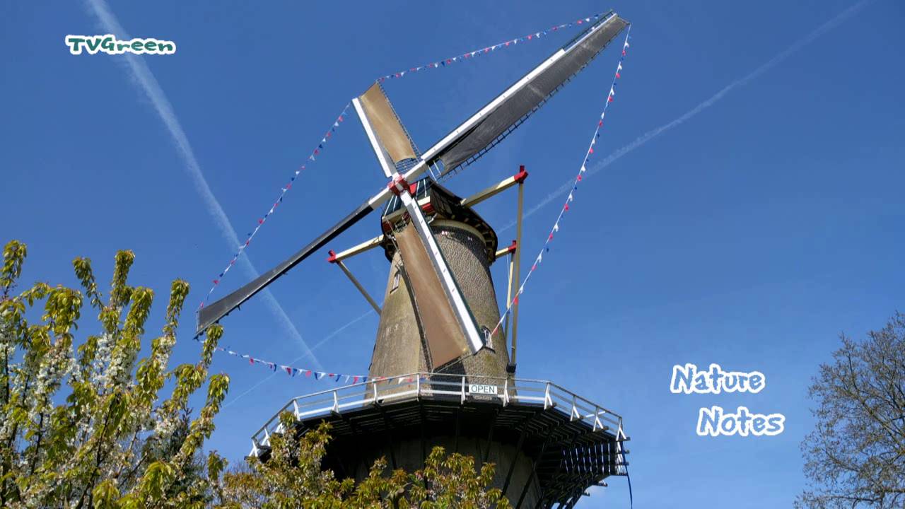 De Betuwe - Bloesem Fruitbomen