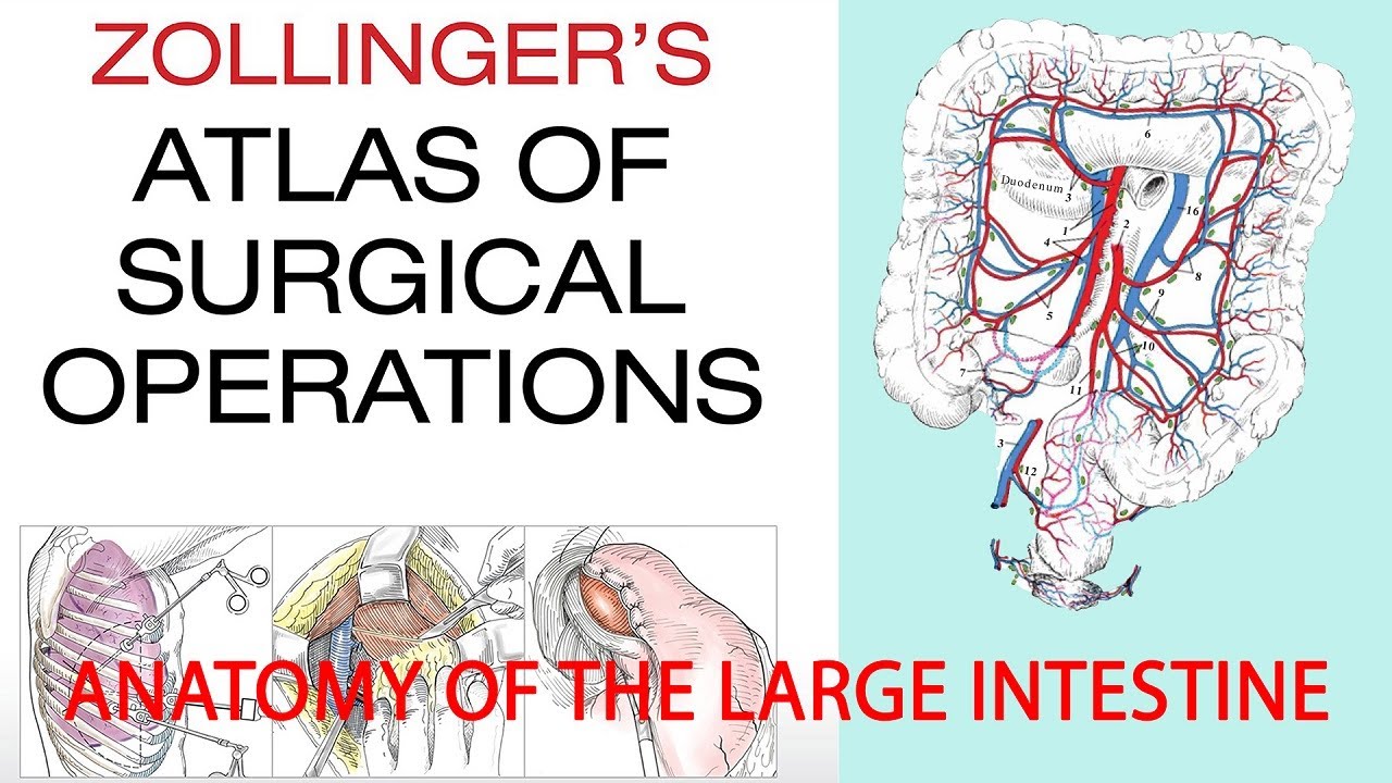 zollinger`s atlas of surgery operations subject: #Anatomy of the large intestine