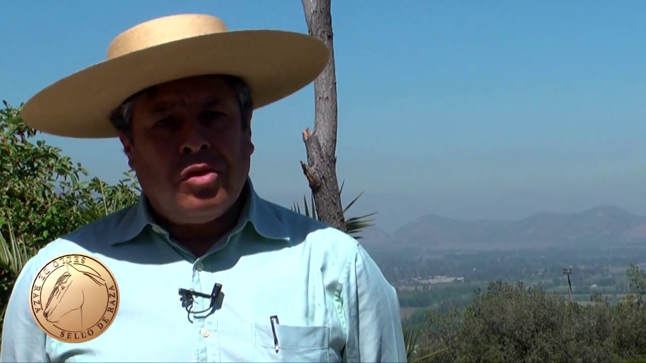 SELLO DE RAZA CABALLOS CHILENOS Criadero la espuelita I.mp4