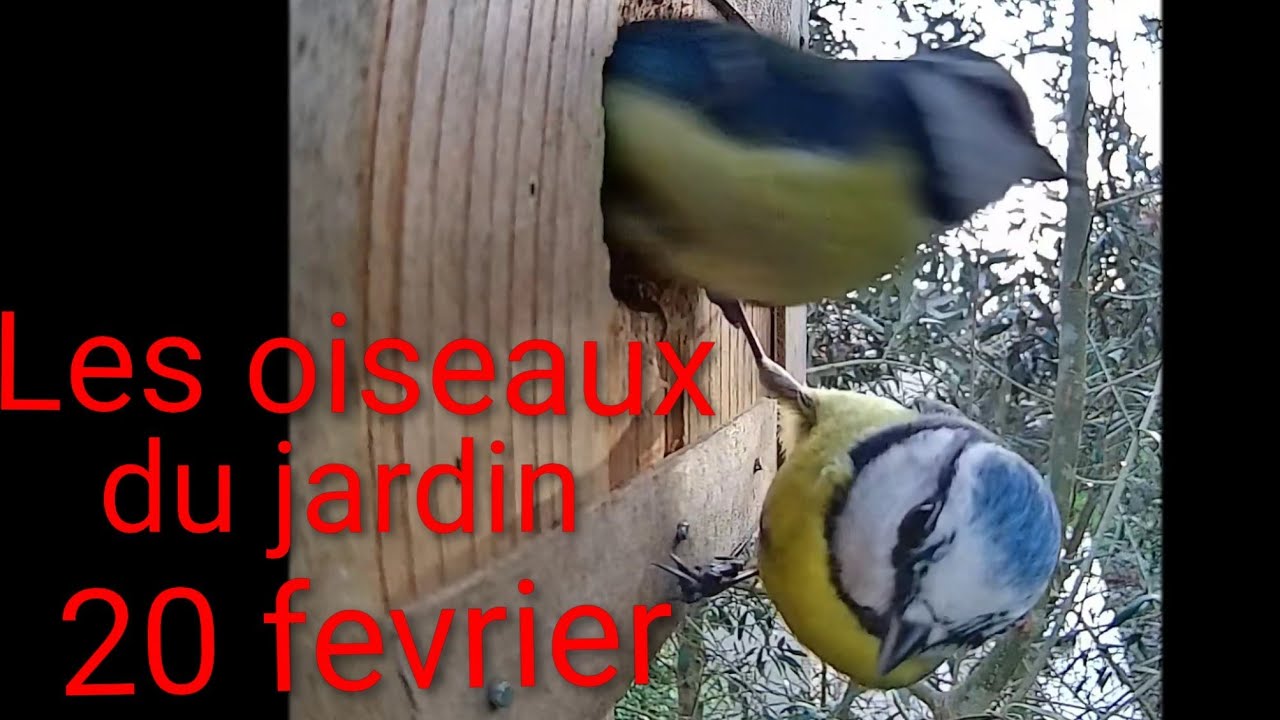 Les oiseaux du jardin 20 février🐦🌳visite des mésanges bleues!  #Oiseaux  #birds #nature #nest