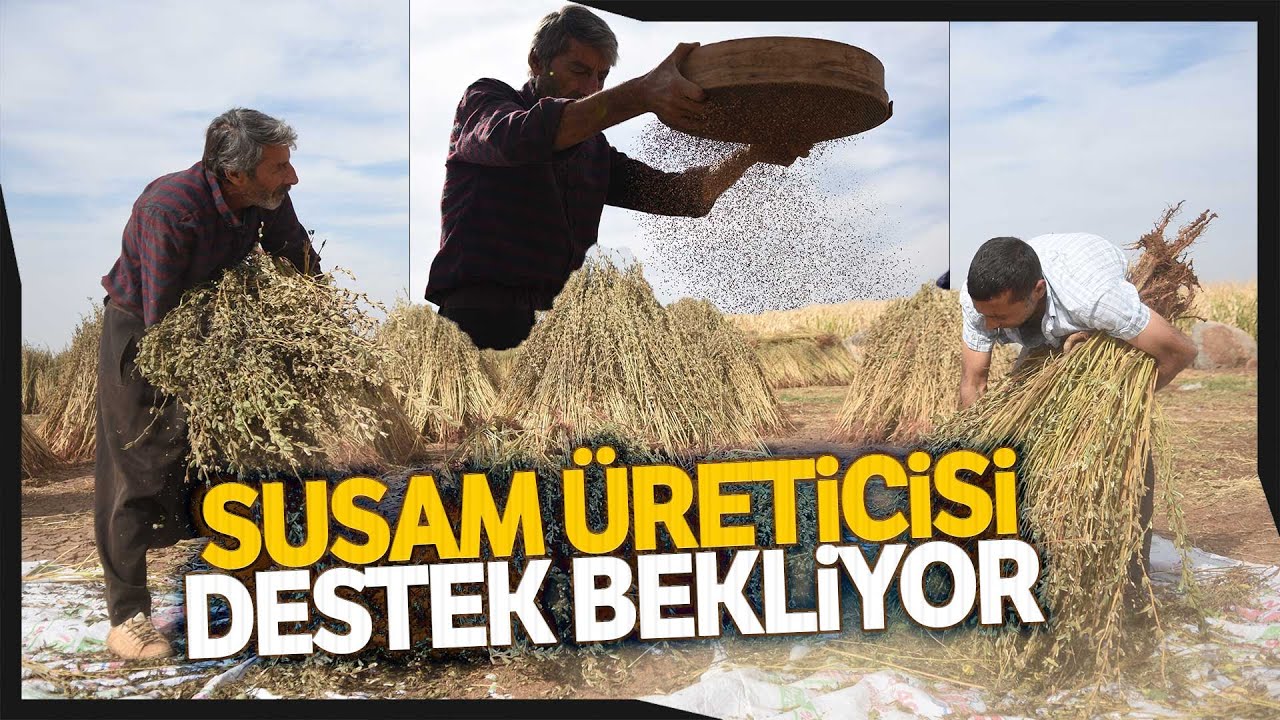 Siverek’te Susam Hasadı Başladı