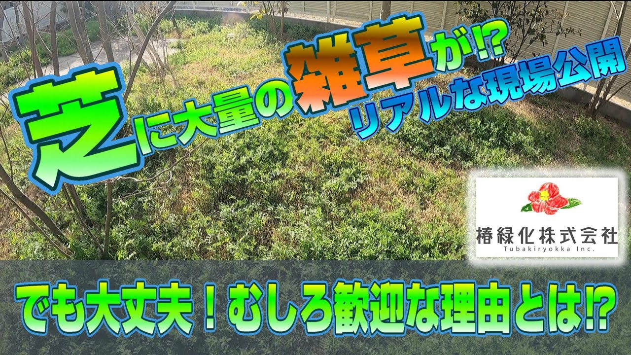 【芝のプロ】が教える！雑草はダメじゃない⁉リアルな現場の芝生管理とは。