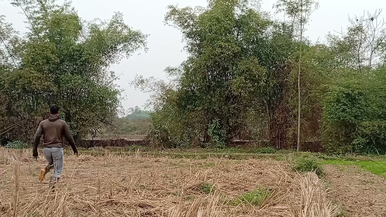 một buổi chiều úp chim cu gáy ❤️