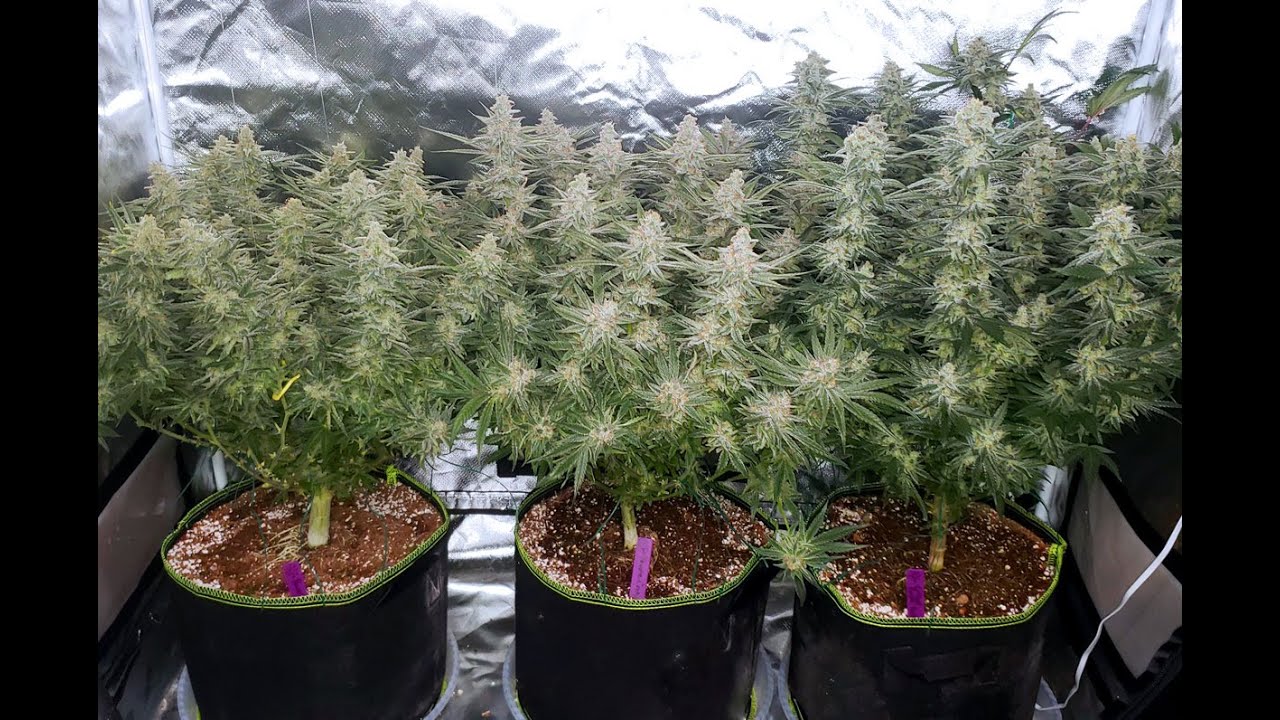 Cannabis Plant Anatomy