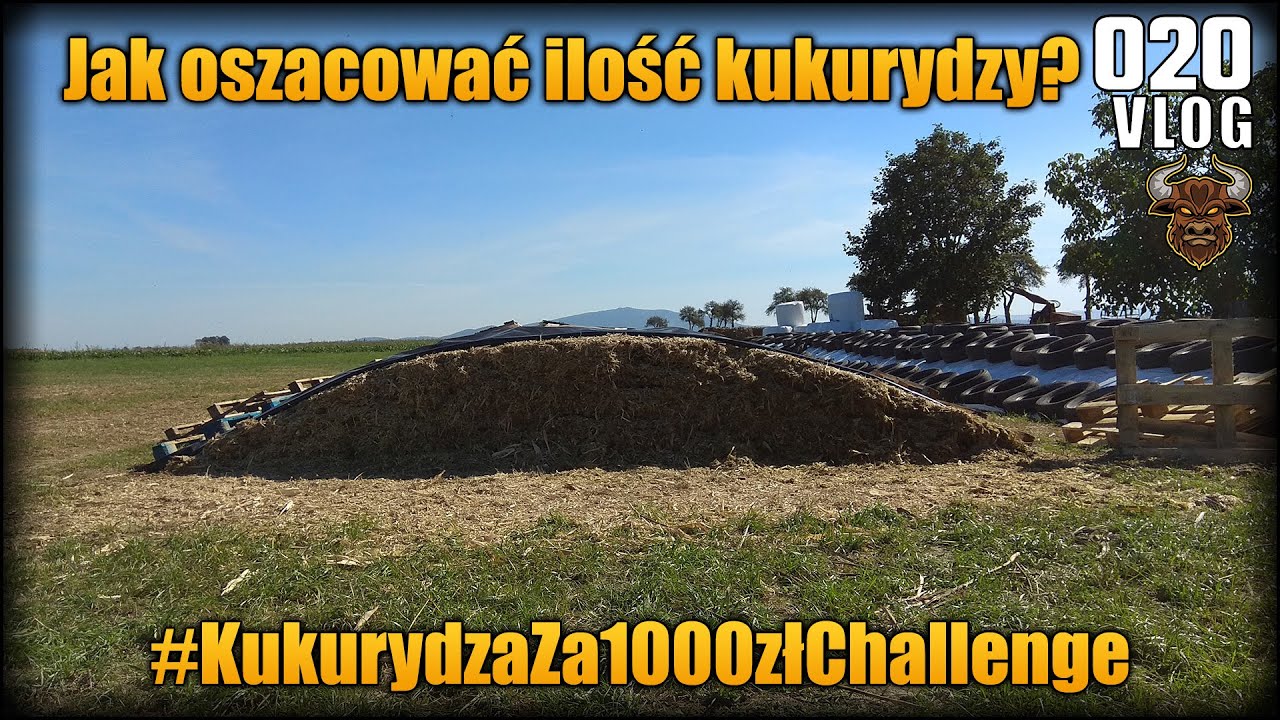 Jak oszacować ilość kiszonki z kukurydzy w pryzmie? Podsumowanie kosztów uprawy kukurydzy | Vlog #20