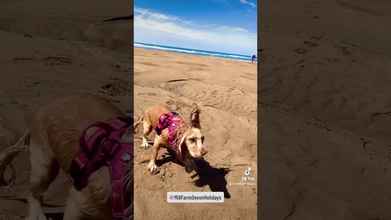 Best dog friendly beaches!