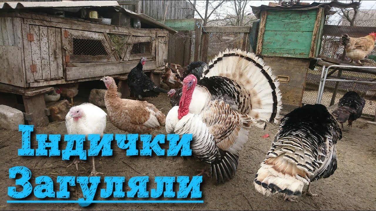 ІНДИКИ ДОМАШНІ. Як виглядає охота у індички?