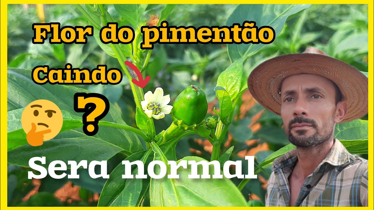 Queda na florada do pimentão sera que é normal //Como evitar a perca das flores do pimentão.