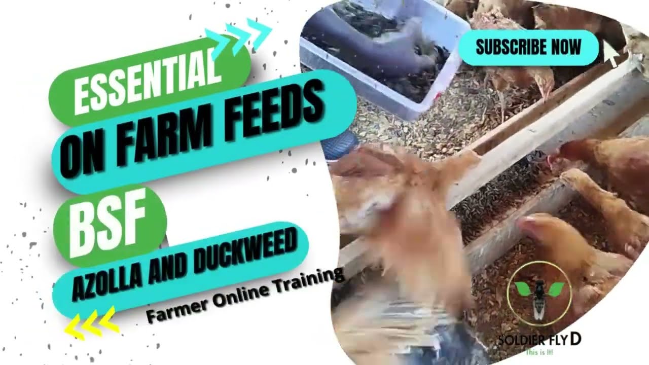 Affordable Poultry Feed: How BSF Larvae, Azolla & Duckweed Can Cut Costs! 🚜🌱 #blacksoldierfly