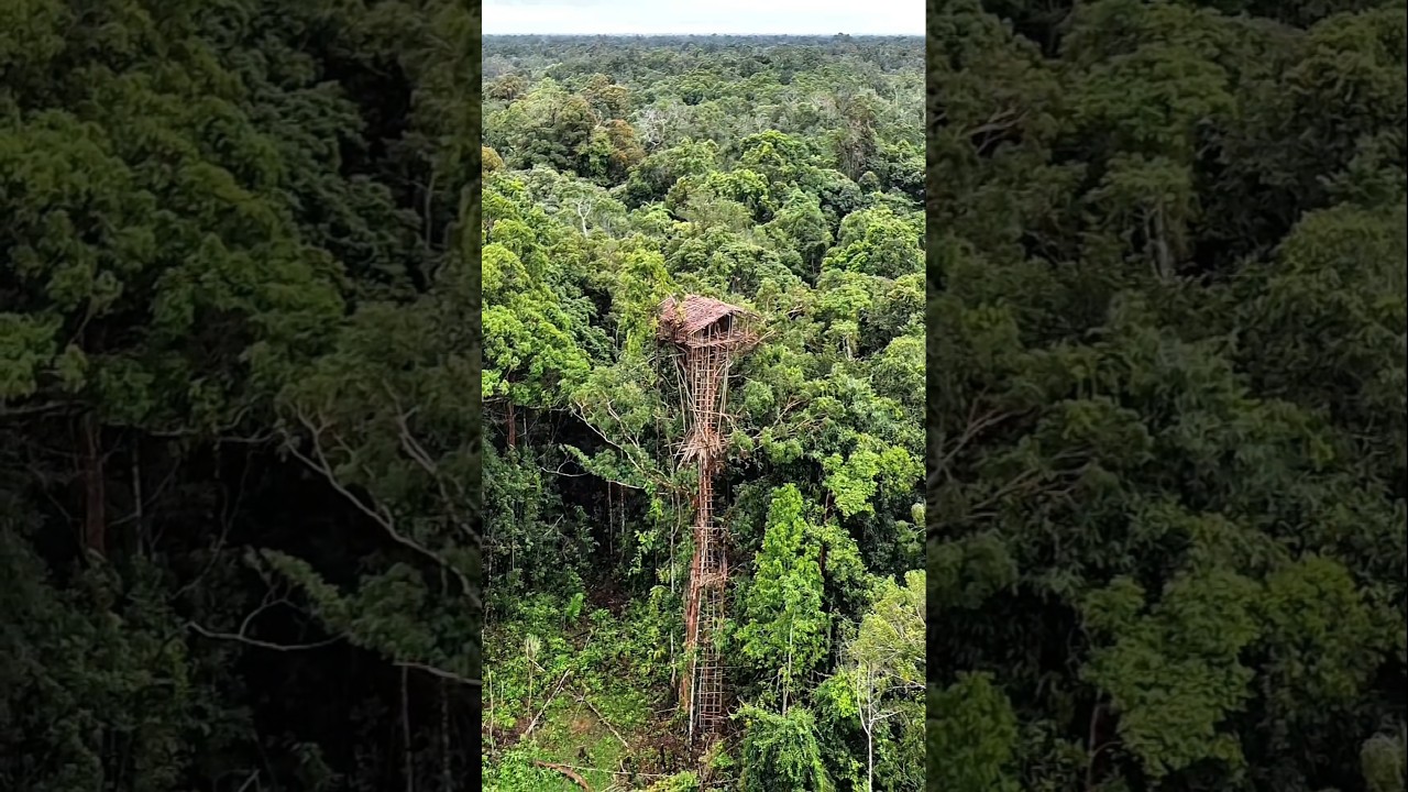 TreeHouse 🥵🌳🛖 #korowai #treehouse #scary #jungle #papua