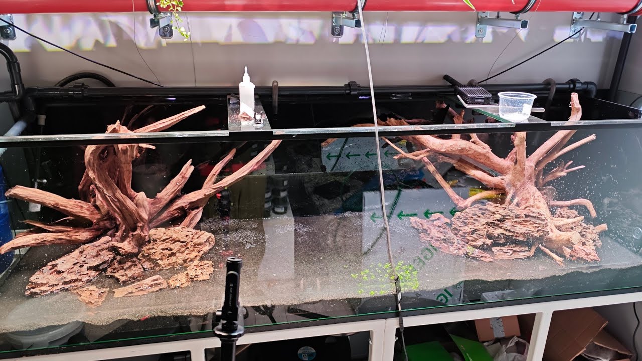 003. Akwarium 1000l. Start akwarium krok po kroku!! Zalewanie, aranżacja i podłoże, rośliny in-vitro