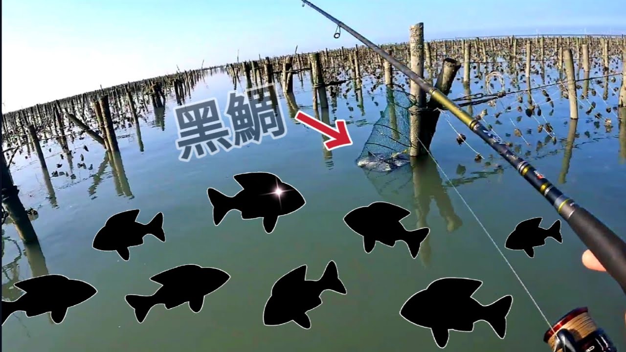 站在蚵棚旁等流水！大量黑鯛集體上溯！不要停...一直捲就對了！然後就凹勒！咬前面啦！嘎喀並軌！#蚵棚黑鯛路亞#陳小Chi釣魚日誌