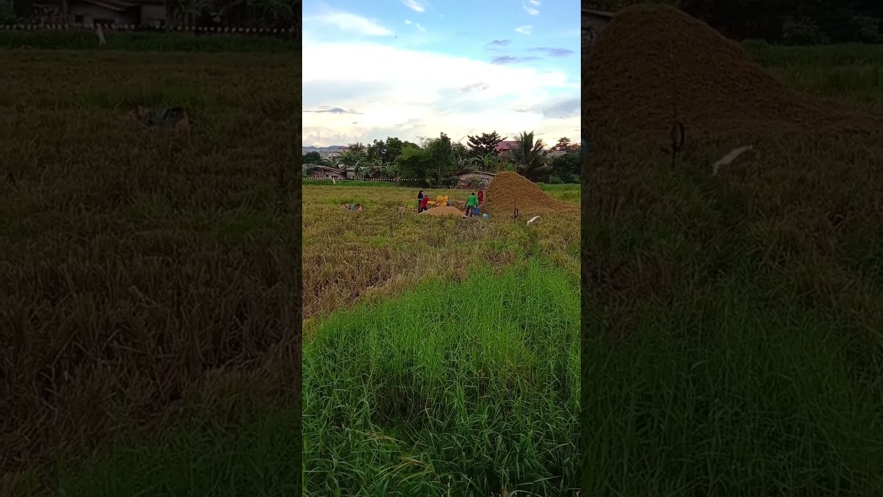 Simpleng Pagaani Ng Palay Gamit Ang Makinang Ito!