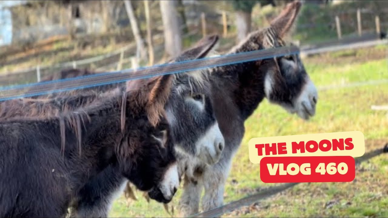 Happy Donkeys on a Frosty Farm 