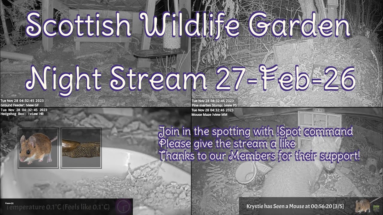 Night Stream February 27th 2026 | Bird Feeders, Wildlife Cameras Scotland UK from SWG