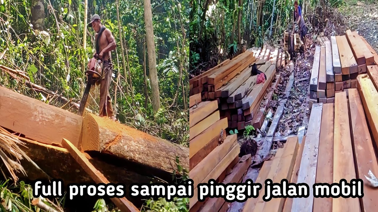 proses membelah kayu ulin sampai mengeluarkan ke pinggir jalan mobil