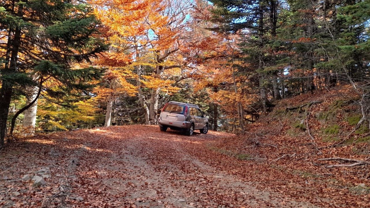 Forest of Grammeni Oxia