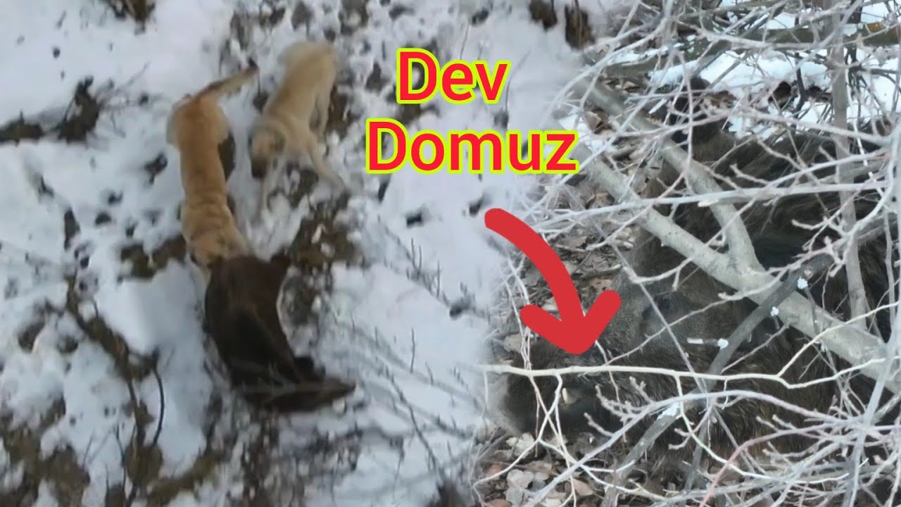 KEŞ AZILI DOMUZU ARKADAN TUTUNCA DOMUZ ÜLKEYİ TERK ETTİ 🤣🤣