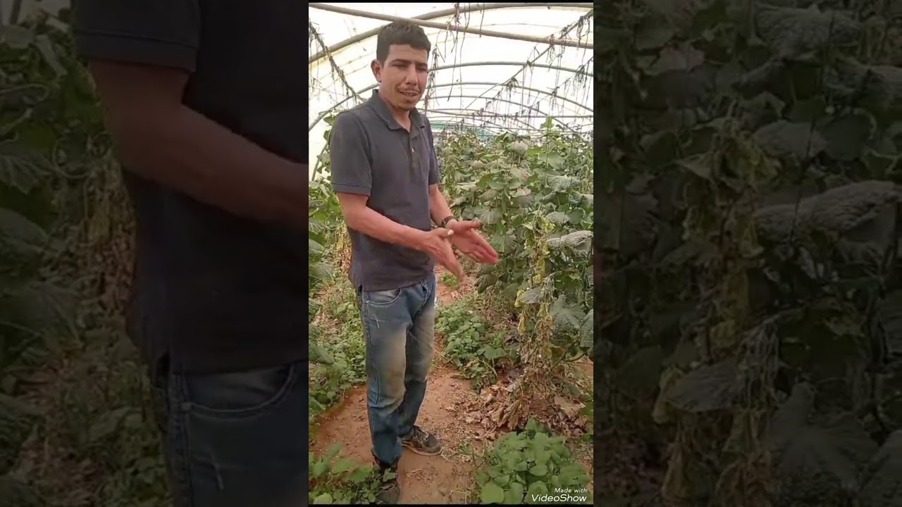 تجربتي مع اعفان جذور الخيار والحل