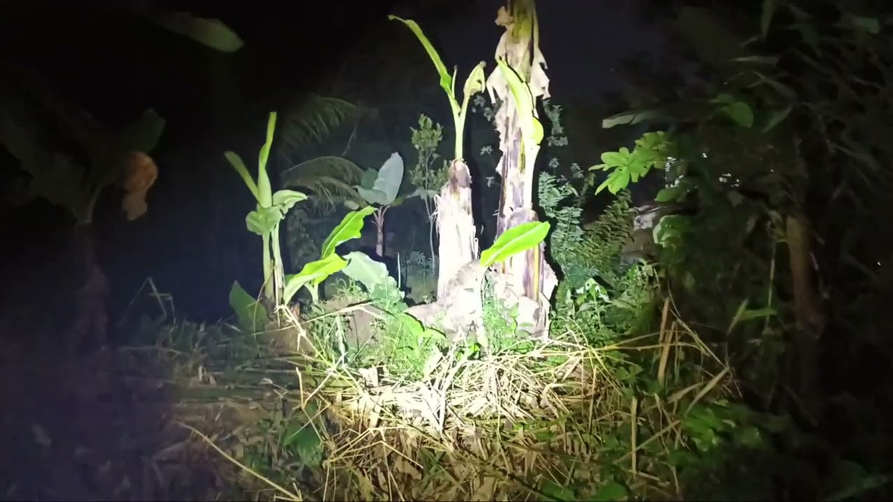 Sarang kuntilanak dan siluman ular katanya 👽 . Cocok nih 🤙🏼