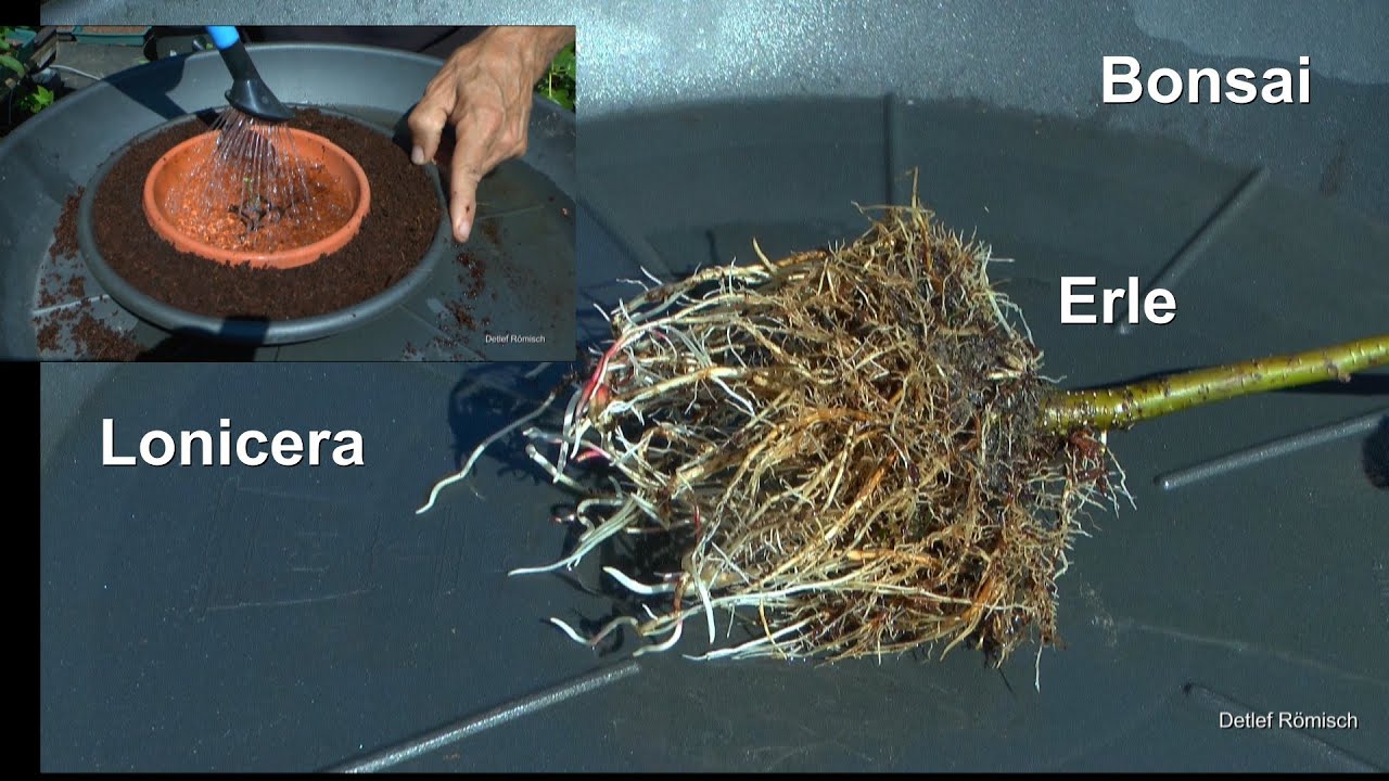 Erle. Wir machen einen neuen Bonsai. Vorab Blattpflege und Neues Projekt mit Lonicera
