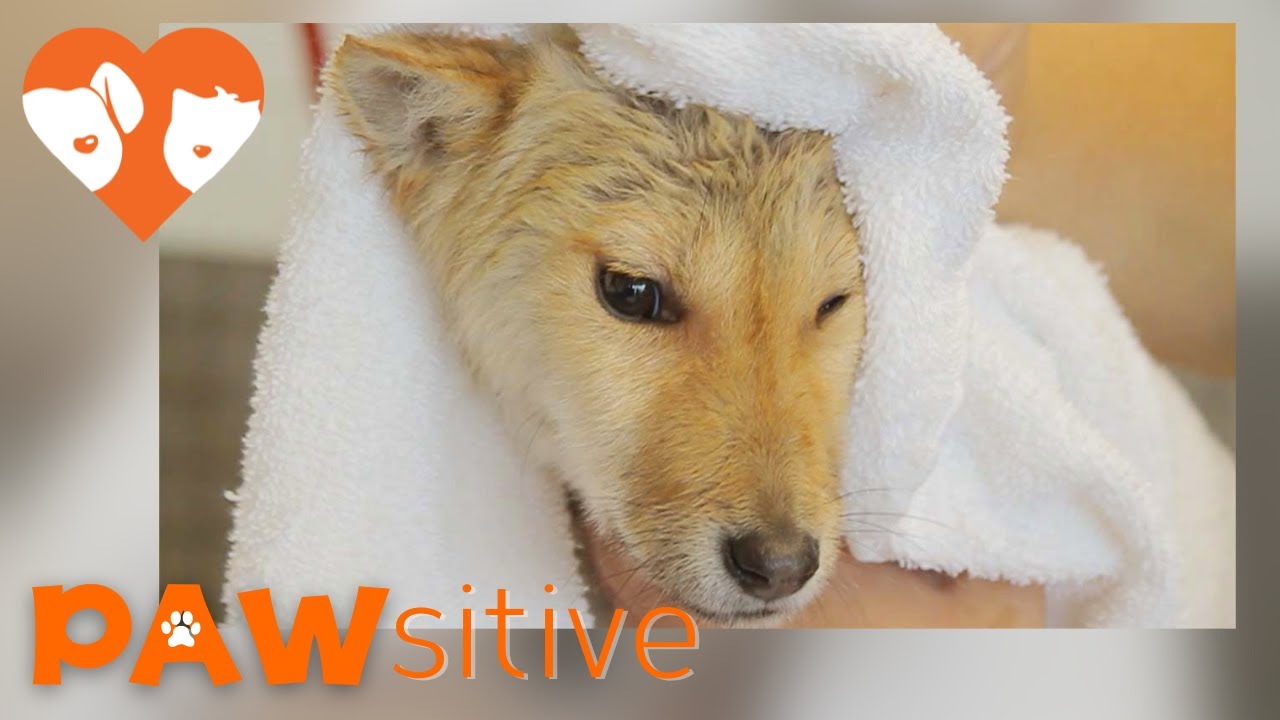 Shiba Inu Mix Pup Rescued From Dog Meat Market Gets a Bath And a Home