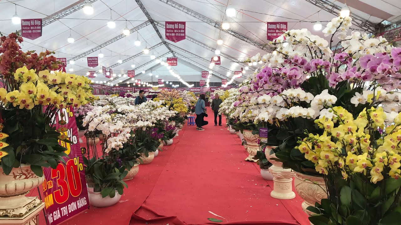 NHỮNG CHẬU LAN HỒ ĐIỆP ĐẸP NHẤT HÀ NỘI - BÁO GIÁ LAN CHƠI TẾT 2021