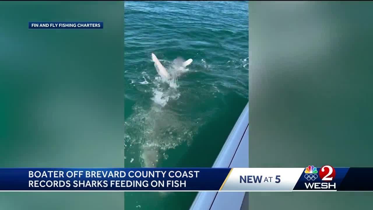 Wild video shows sharks snatching, devouring red snapper from fisherman off Cape Canaveral coast