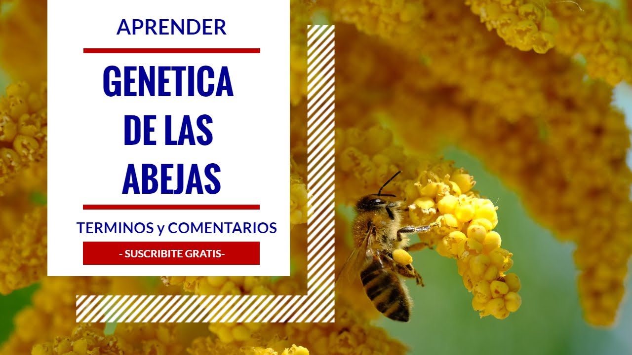 De que se trata la Genetica de las Abejas 🐝 Terminos y comentarios sobre este tema 👉 Genetic Bees