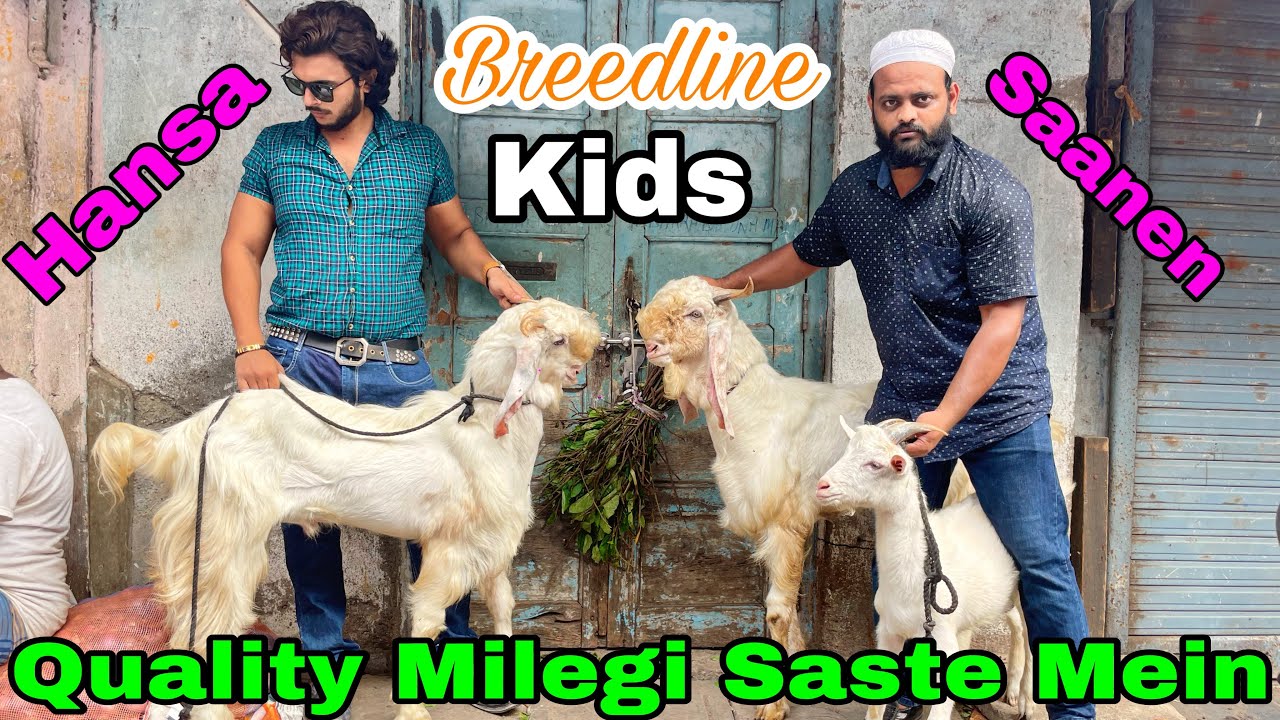 Yeh chiz dhundne pe bhi nhi milegi, Quality hansa aur saanen kids for sale at maccha livestock