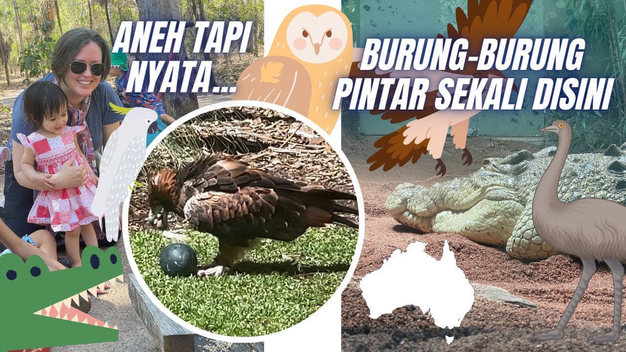 Jalan-Jalan Ditengah Hutan Lihat Satwa Unik Sambil Naik Odong-Odong Ala Australia Dengan Istri Bule.