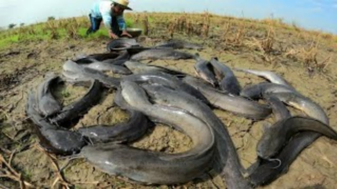 unigue  ! Catch a lot of fish in the muddy water of the rice fields.