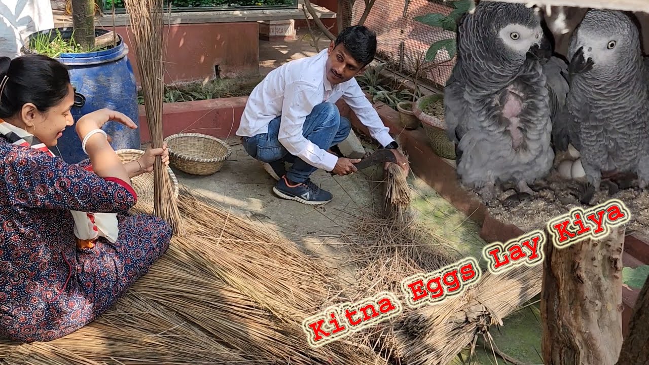 8 Eggs Laid African Grey Parrot / Kangen Miracle Water For Us And Birds.