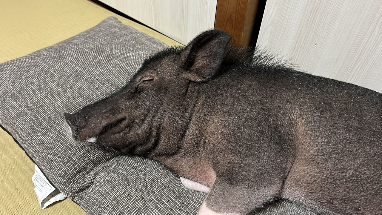 大切に育てたブタとの1年を振り返る