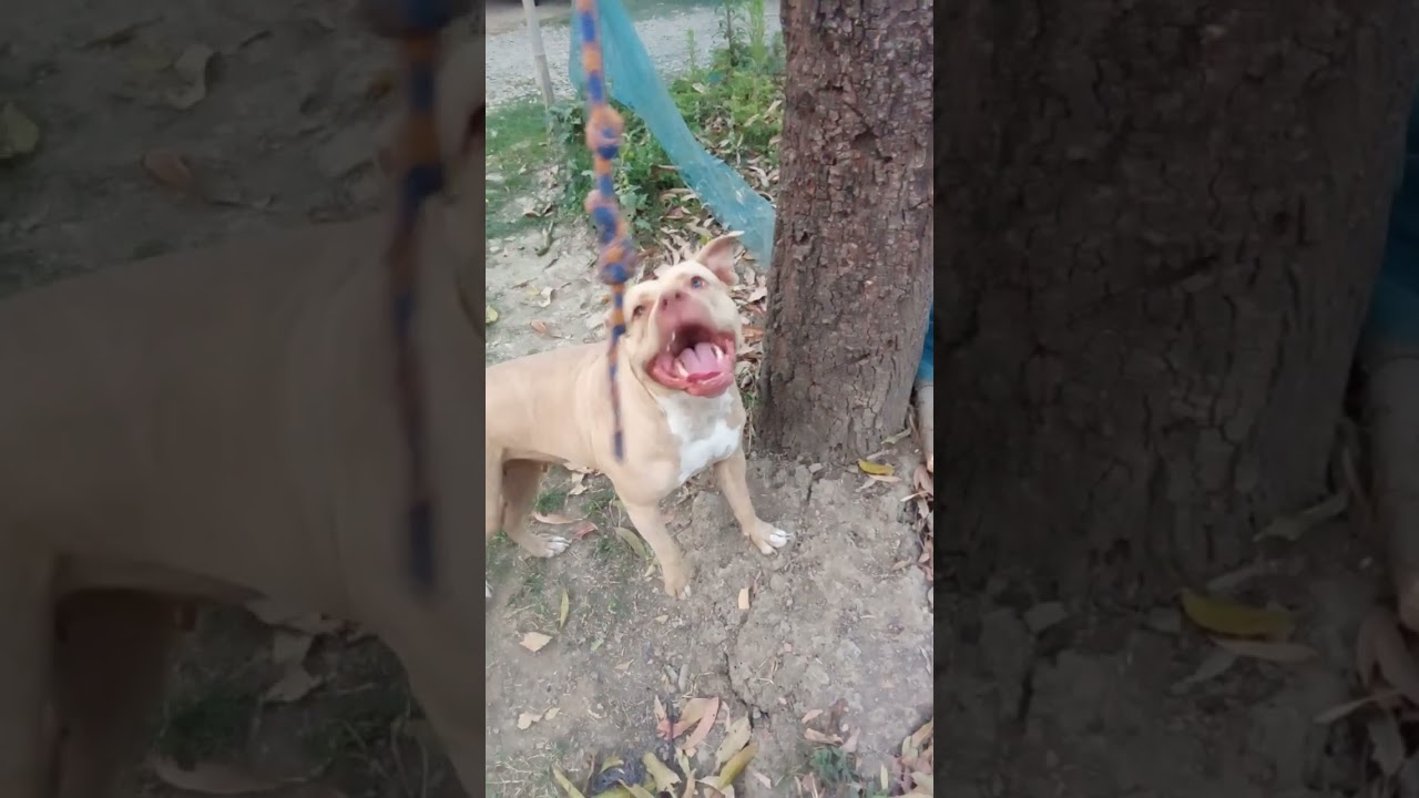 💖🐶🐕